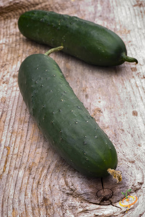 Cucumber - Straight 8.